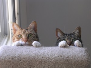 pancetta & siffina