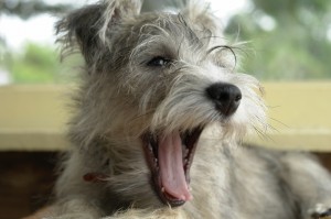 Yawning Puppy