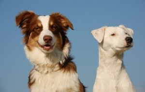 chiens de compagnie